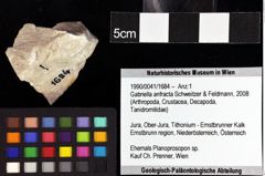 Foto (Objket + Etiketten) von Longodromites angustus (Reuss 1858) 